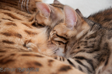 Bengal Kitten braun